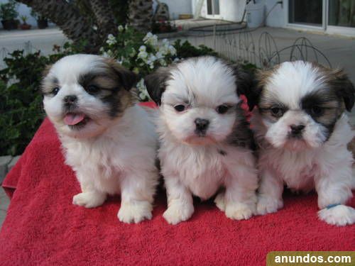 raza shih tzu perros cahorros de raza shih tzu bogarra raza shih tzu perros cahorros de raza shih tzu bogarra