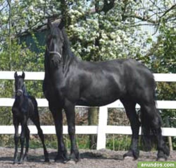 caballos frisones en adopcion