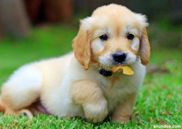 Hermosos cachorros pura raza de golden retriever - hermosos-cachorros-pura-raza-de-golden-retriever-211007-1