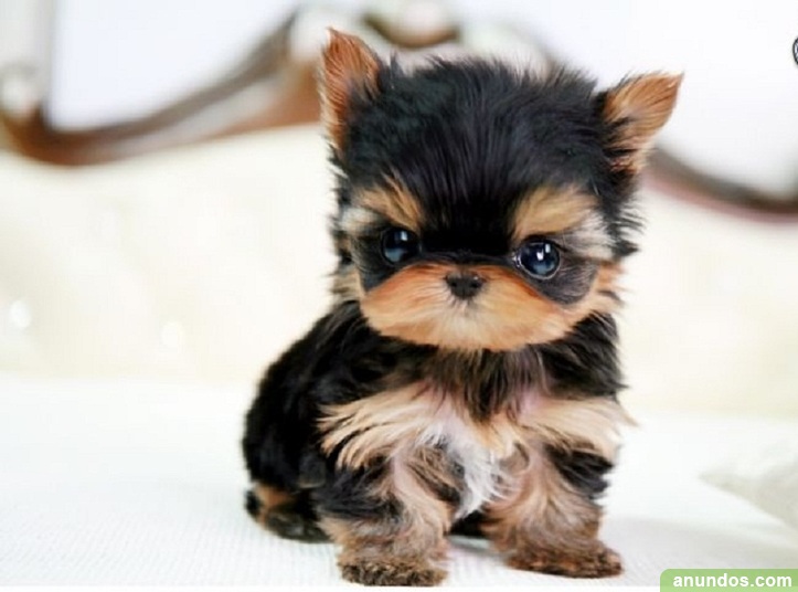 Regalo Yorkshire Terrier Machos Y Hembras Zaragoza Ciudad