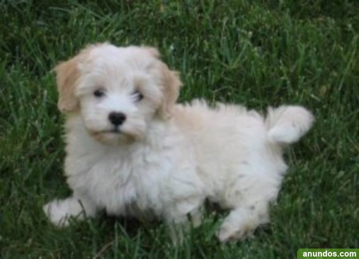 Dogs For Sale Stockton Ca Dogs For Sale Stockton Ca