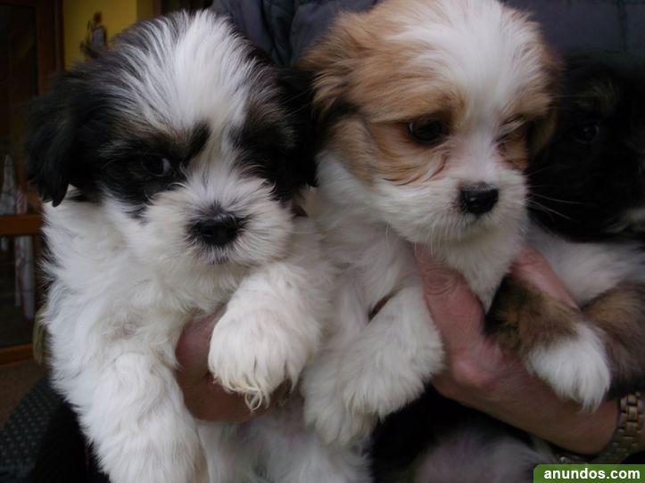 Gratis de lasa Apso que cachorros lista Adradas Gratis de lasa Apso que cachorros lista Adradas