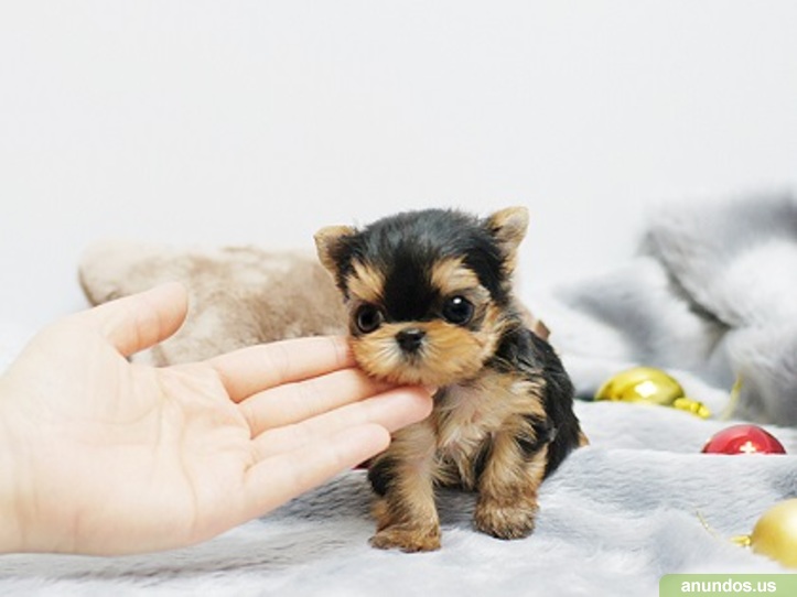 tea cup yorkie puppies for sale and teacup yorkie puppies for sale 505 570 6226 castle dale tea cup yorkie puppies for sale and teacup yorkie puppies for sale 505 570 6226 castle dale