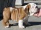 CACHORRITOS BULLDOG INGLES - Foto 1