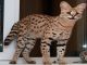 Exóticos gatitos africanos para la venta - Foto 1
