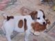 Jack russell cachorros con pedigree