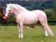 Pony welsh - Foto 1