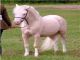Pony welsh - Foto 2