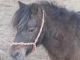 Se vende pony pequeño