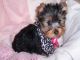 Adorable Yorkshire Terrier cachorros en venta - Foto 1