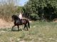 Caballo pre castaño