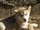 Cachorros de alaskan malamute - Foto 1