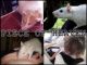 Ratas Mascota - Foto 1