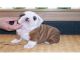 Saludables cachorros Bulldog Inglés para su aprobación - Foto 1