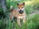 Afectuoso cachorros shiba inu para un brena hogar