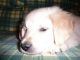 Cachorro de Golden Retriever con Pedigree - Foto 1