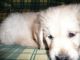 Cachorro de Golden Retriever con Pedigree - Foto 2