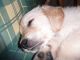 Cachorro de Golden Retriever con Pedigree - Foto 4