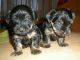 Dos preciosos cachorros de yorkshire - Foto 2