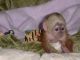 Monos capuchinos bebé en adopción - Foto 2