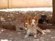 Sol y sus cachorros en adopción