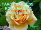 Tarot rosa magica barato 905.404.067