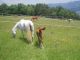 Terreno con cuadras para caballos - Foto 2