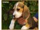 Cachorros de beagle - Foto 1