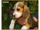 Cachorros de beagle