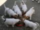 Cachorros de jack russell terrier