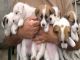 Cachorros de Jack Russell Terrier - Foto 2