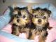 Cachorros encantador Yorkie para la adopción - Foto 1