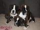 Preciosos cachorros de boxer en venta - Foto 1