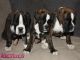Preciosos cachorros de boxer en venta - Foto 2