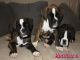 Preciosos cachorros de boxer en venta - Foto 3