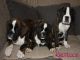 Preciosos cachorros de boxer en venta - Foto 4