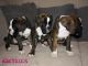 Preciosos cachorros de boxer en venta - Foto 6