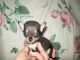 Tricolor chihuahua toy