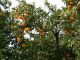 Venta de naranjas y limones - Foto 1