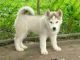 Adorable cachorro siberian husky para una nueva familia
