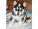 Adorable y elegante cachorros Siberian Husky cachorros - Foto 1