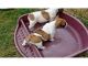 Bulldog inglés cachorros para navidad - Foto 1