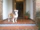 Bulldog Ingles monta(CAMPEON DE ESPAÑA) - Foto 1