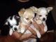 Cachorros chihuahua pedigree 490€