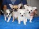 Cachorros de chihuahua disponibles - Foto 1