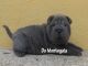 Cachorros de shar pei - Foto 1