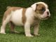 Los cachorros cute bulldog inglese