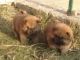 Pareja chow-chow pedigree 390€