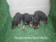 Pinscher miniatura, preciosos cachorros con pedigri