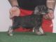 Schnauzer miniatura, variedad de colores. preciosos cachorros